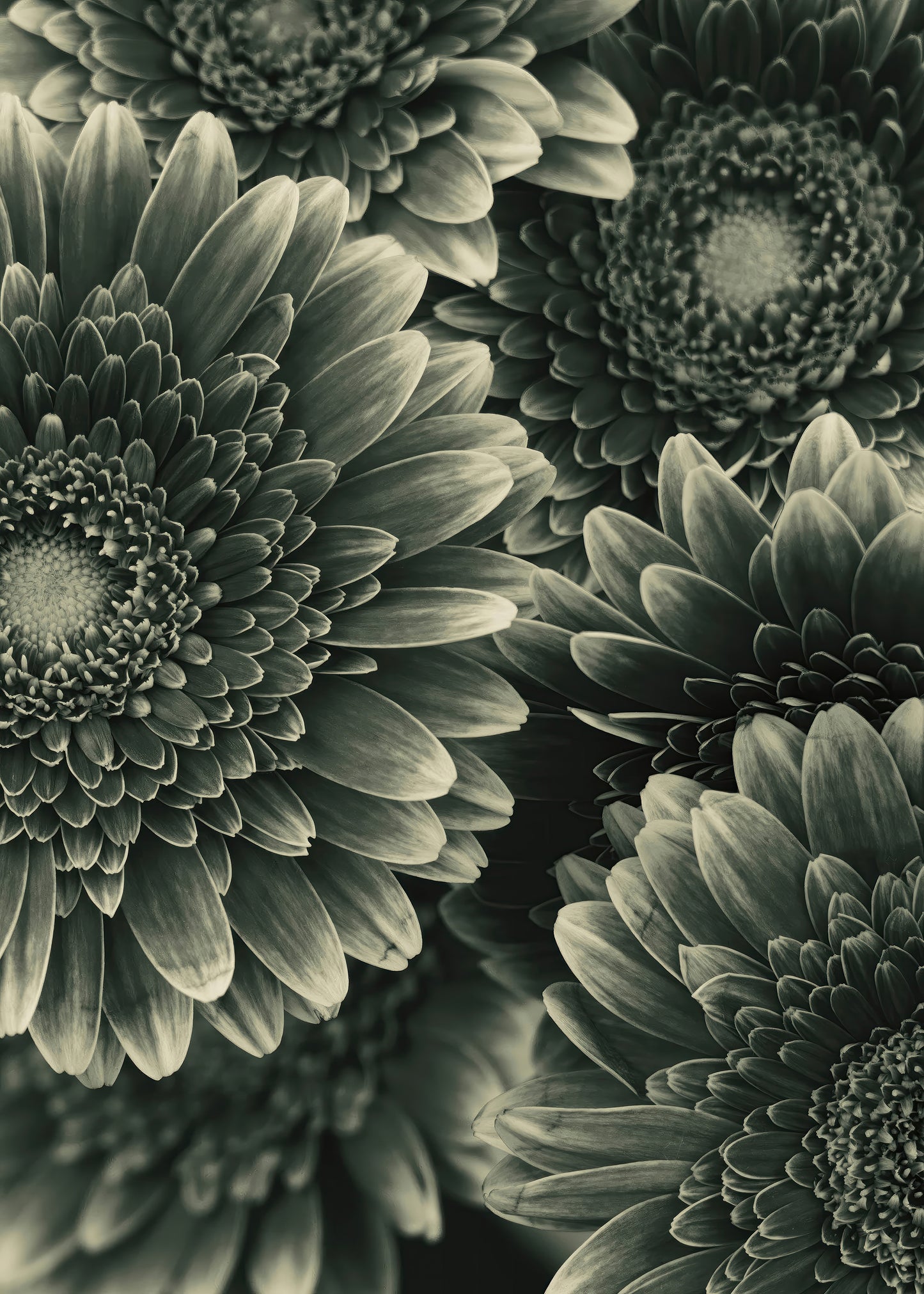 TIMELESS BLOOM #1