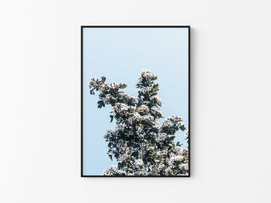 BLOOMING SKY