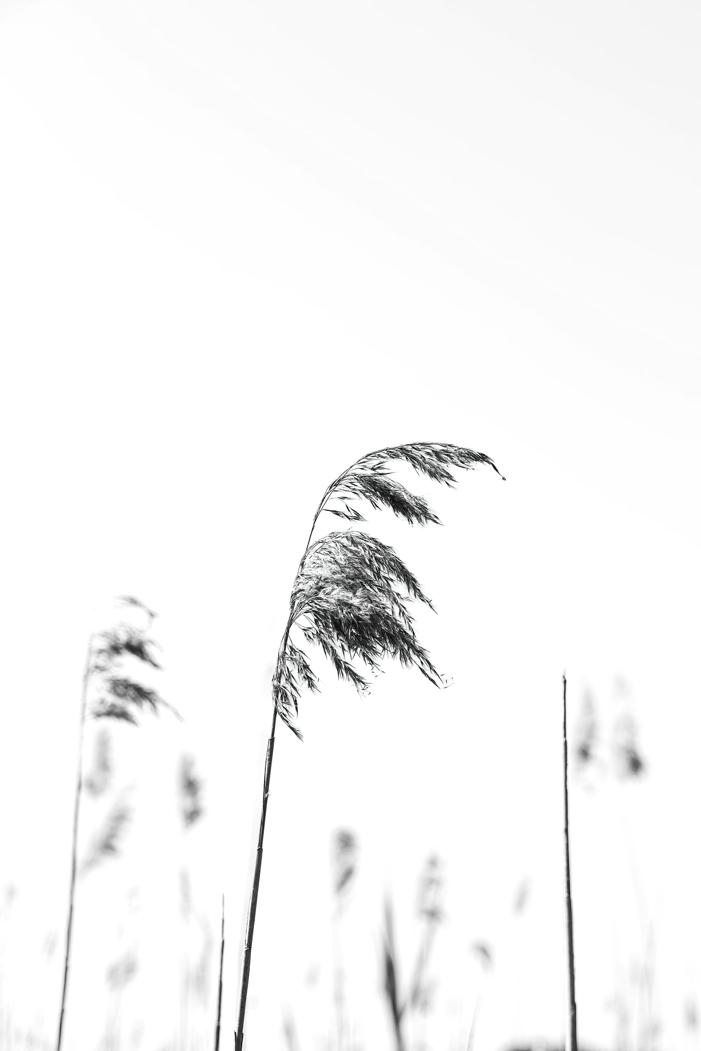EASE