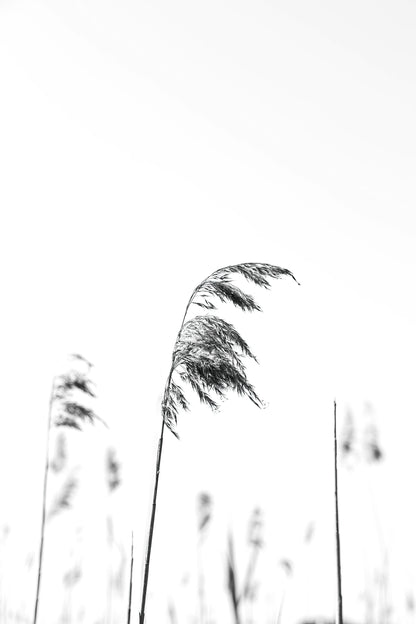 EASE