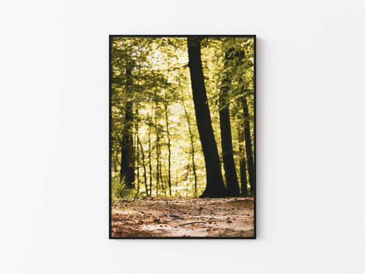 FOREST PATH