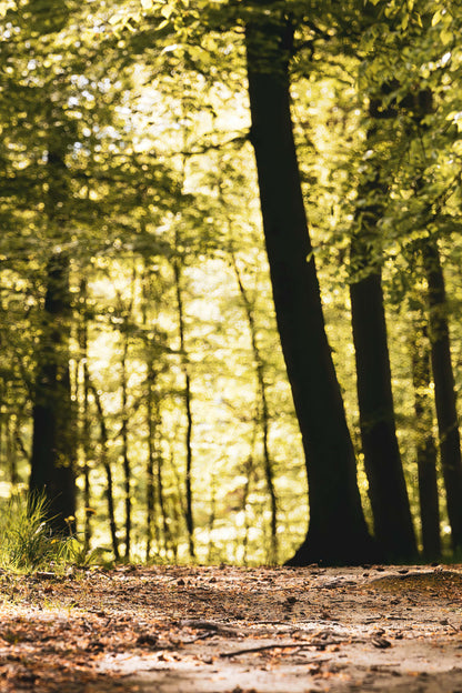 FOREST PATH