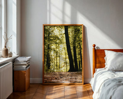 FOREST PATH