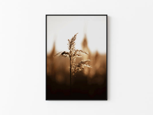 GOLDEN DAWN #1