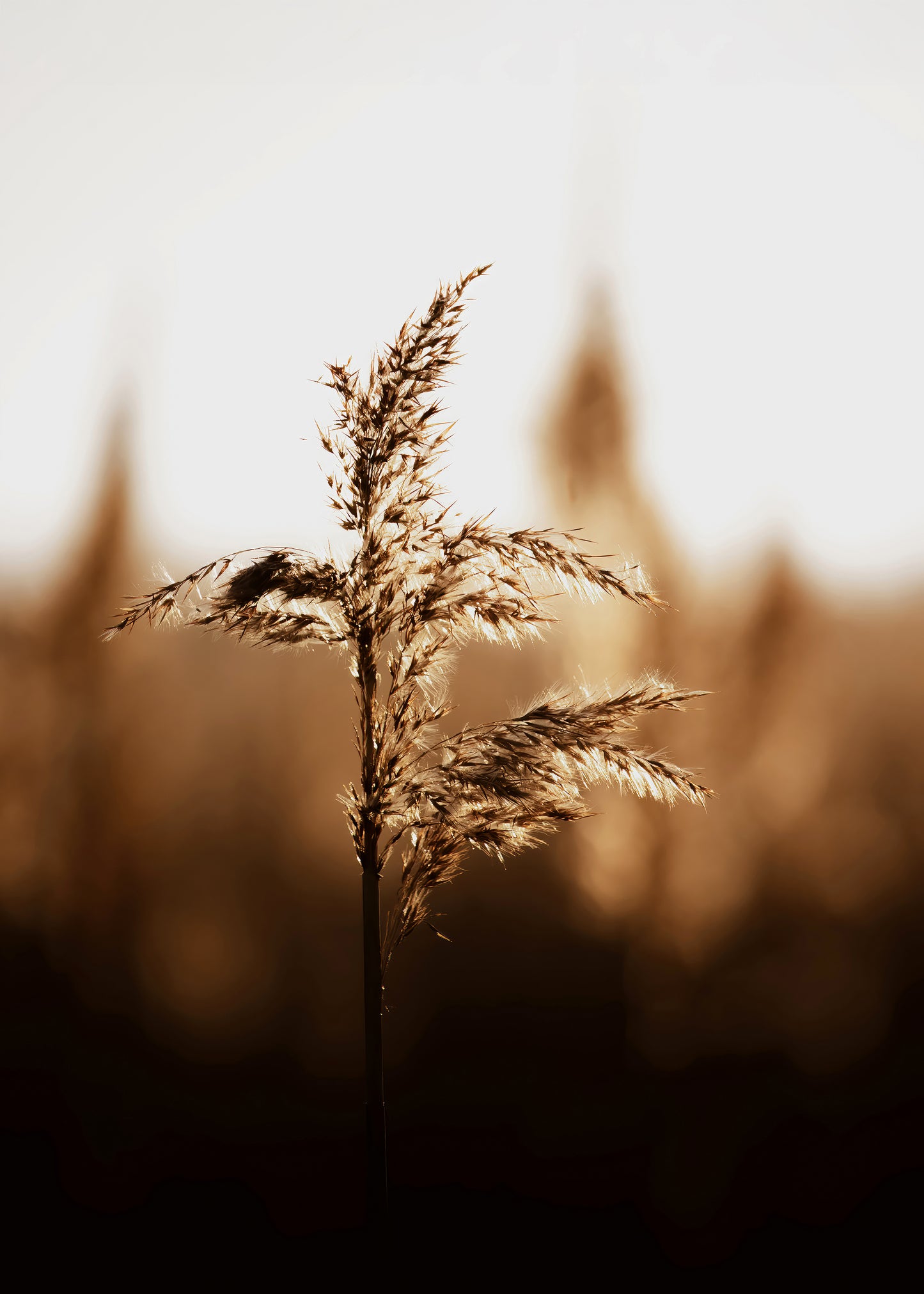 GOLDEN DAWN #1