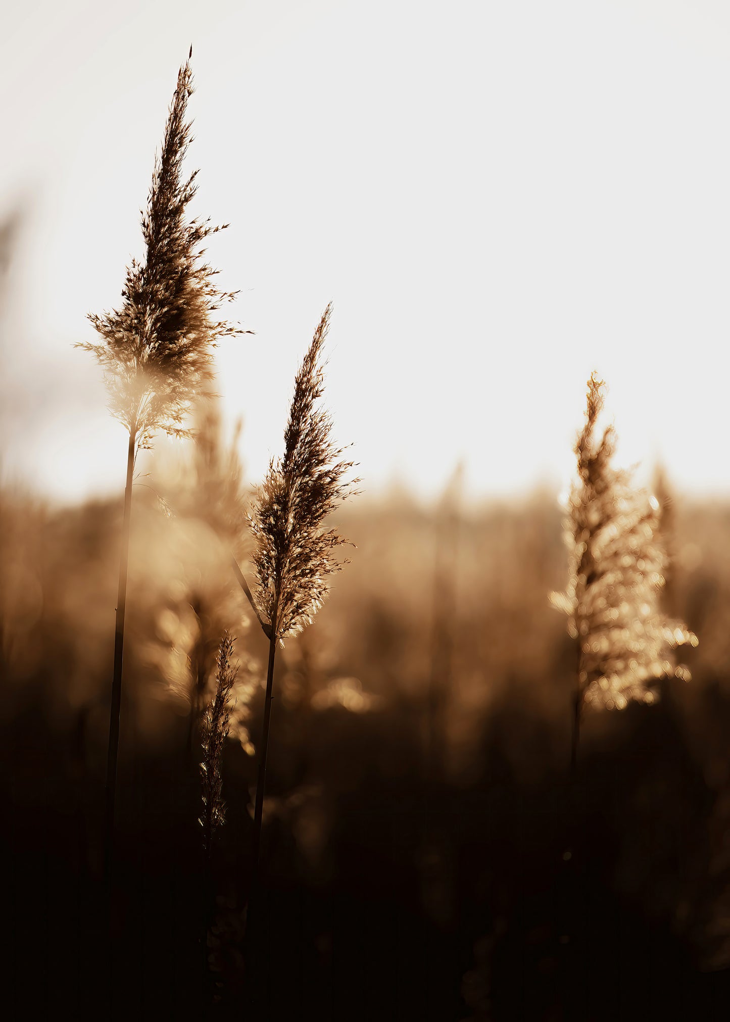 GOLDEN DAWN #2