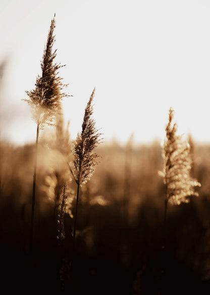 GOLDEN DAWN #2