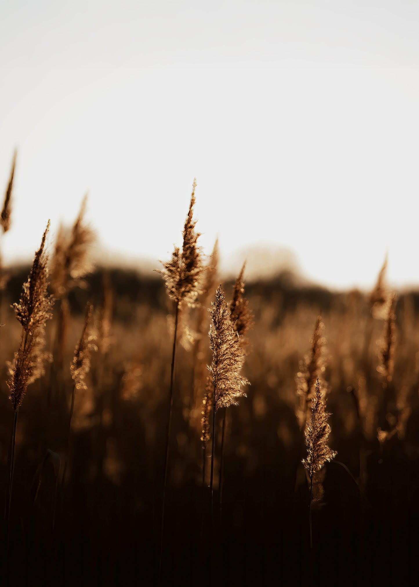 GOLDEN DAWN #3