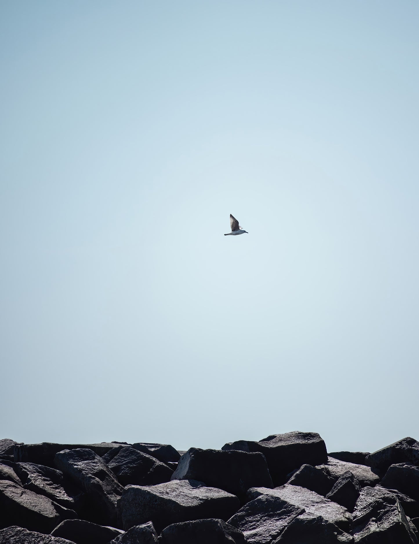 ROCKS AND WINGS