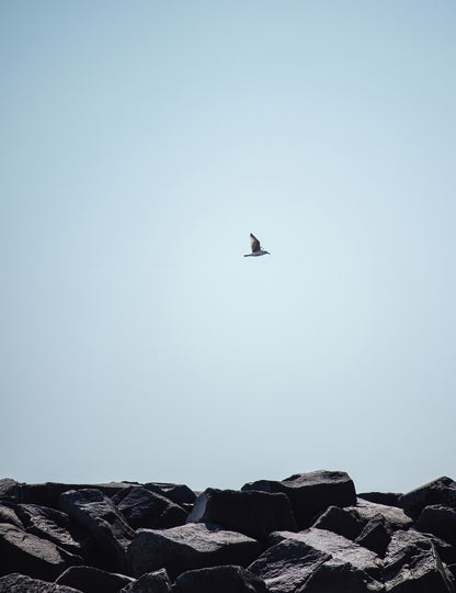 ROCKS AND WINGS