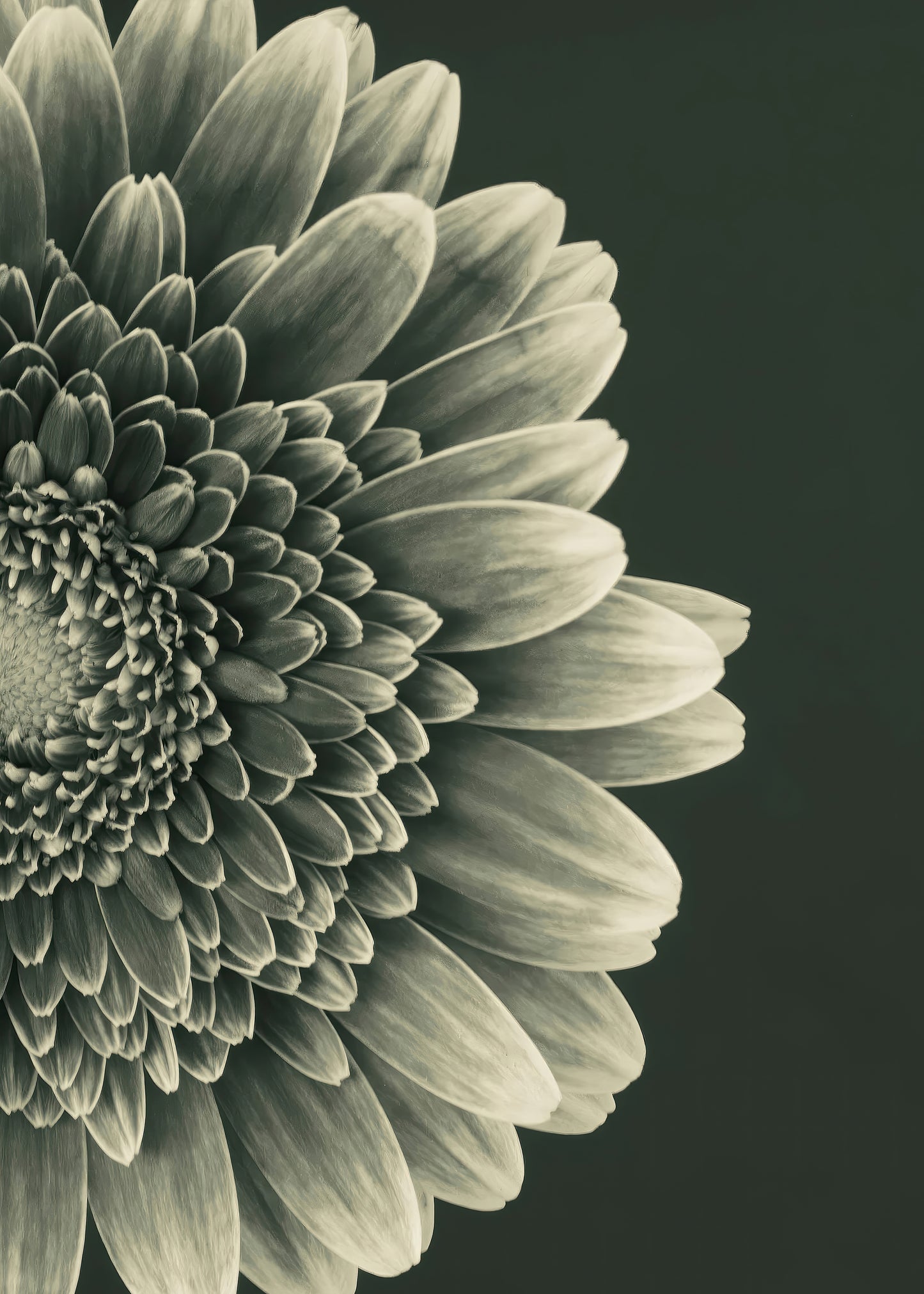 TIMELESS BLOOM #2