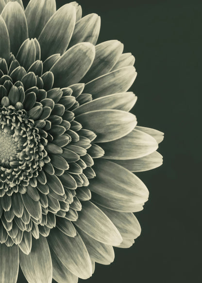 TIMELESS BLOOM #2