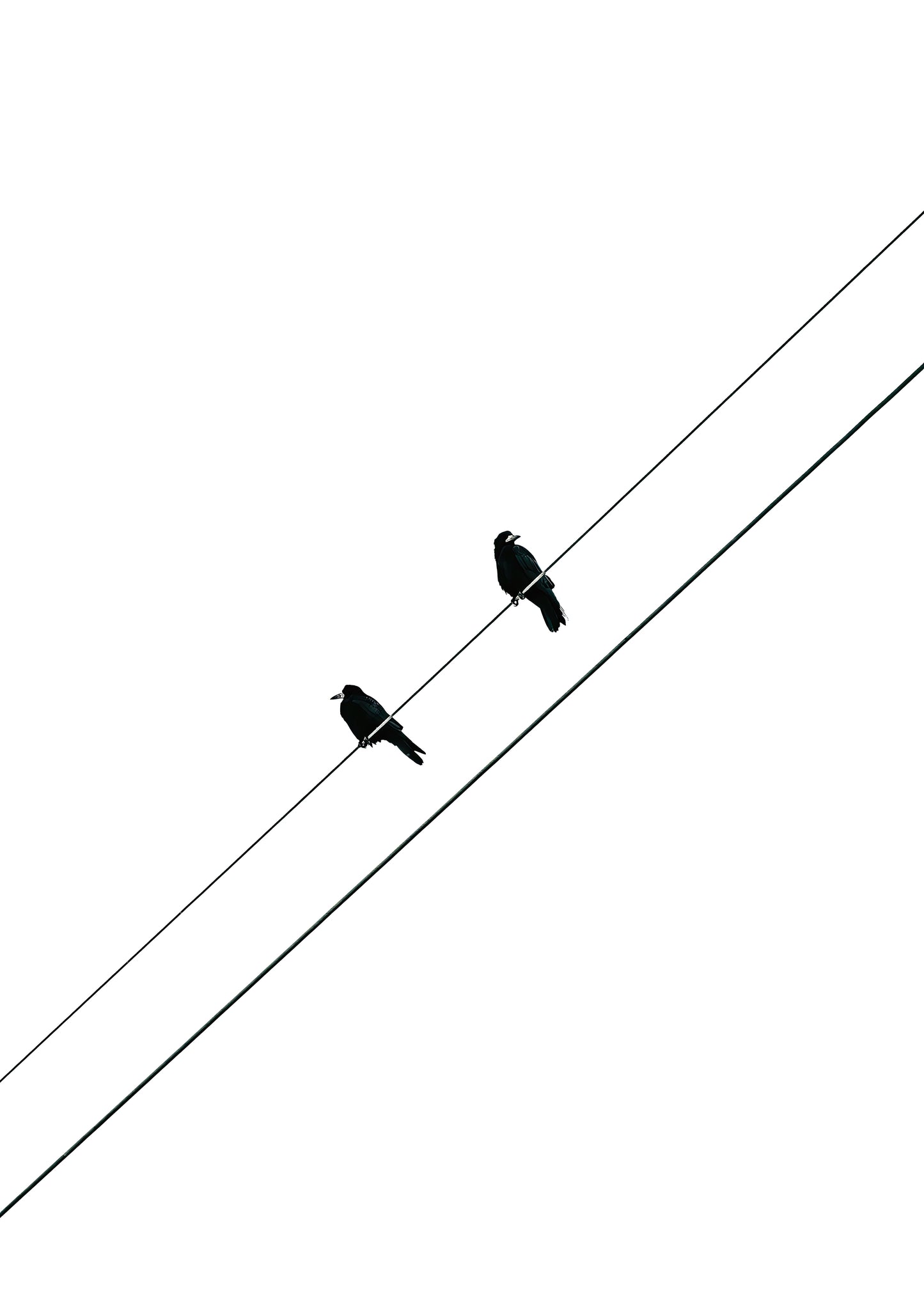 TWO BIRDS